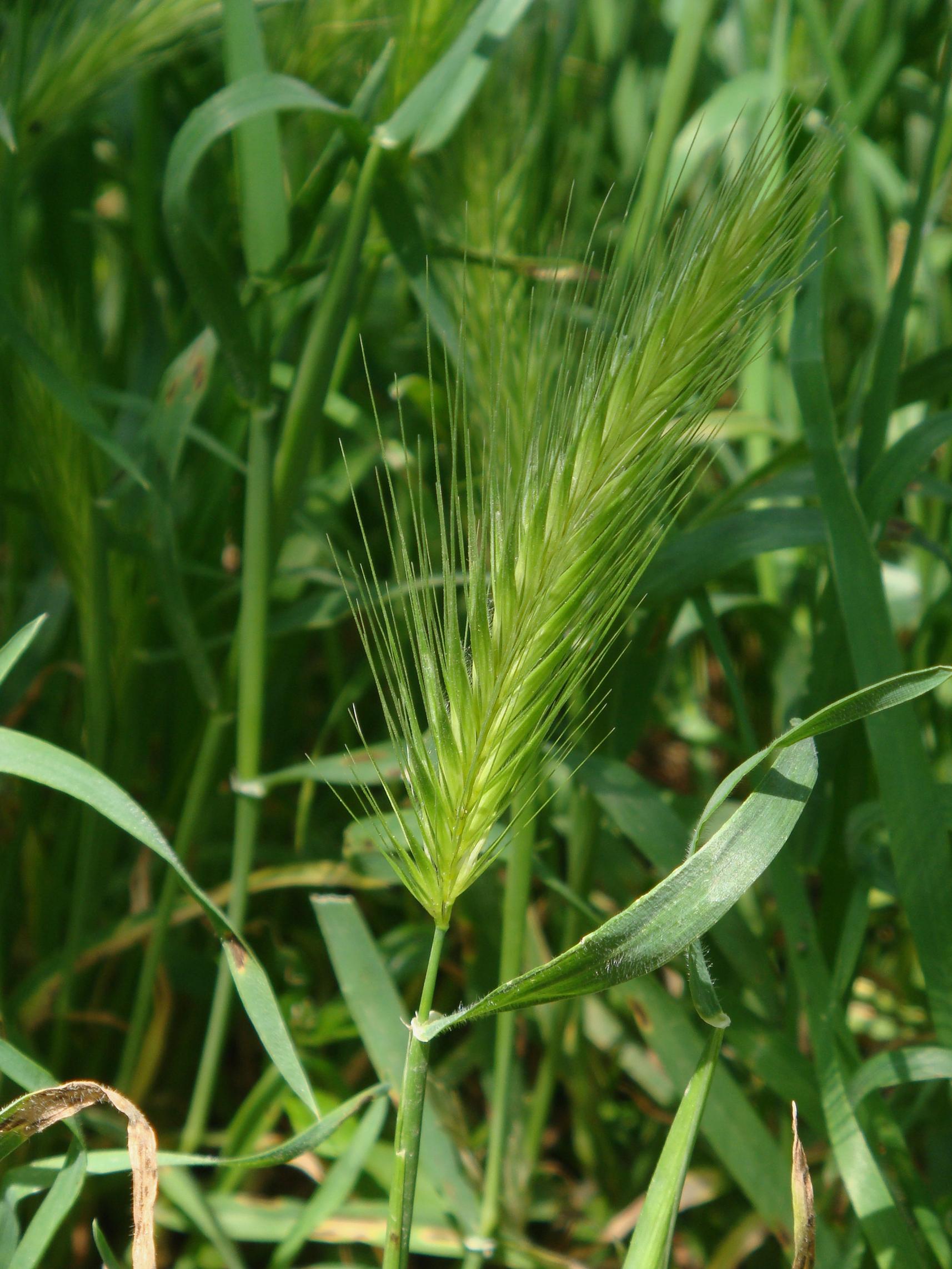 hordeum-murinum-l